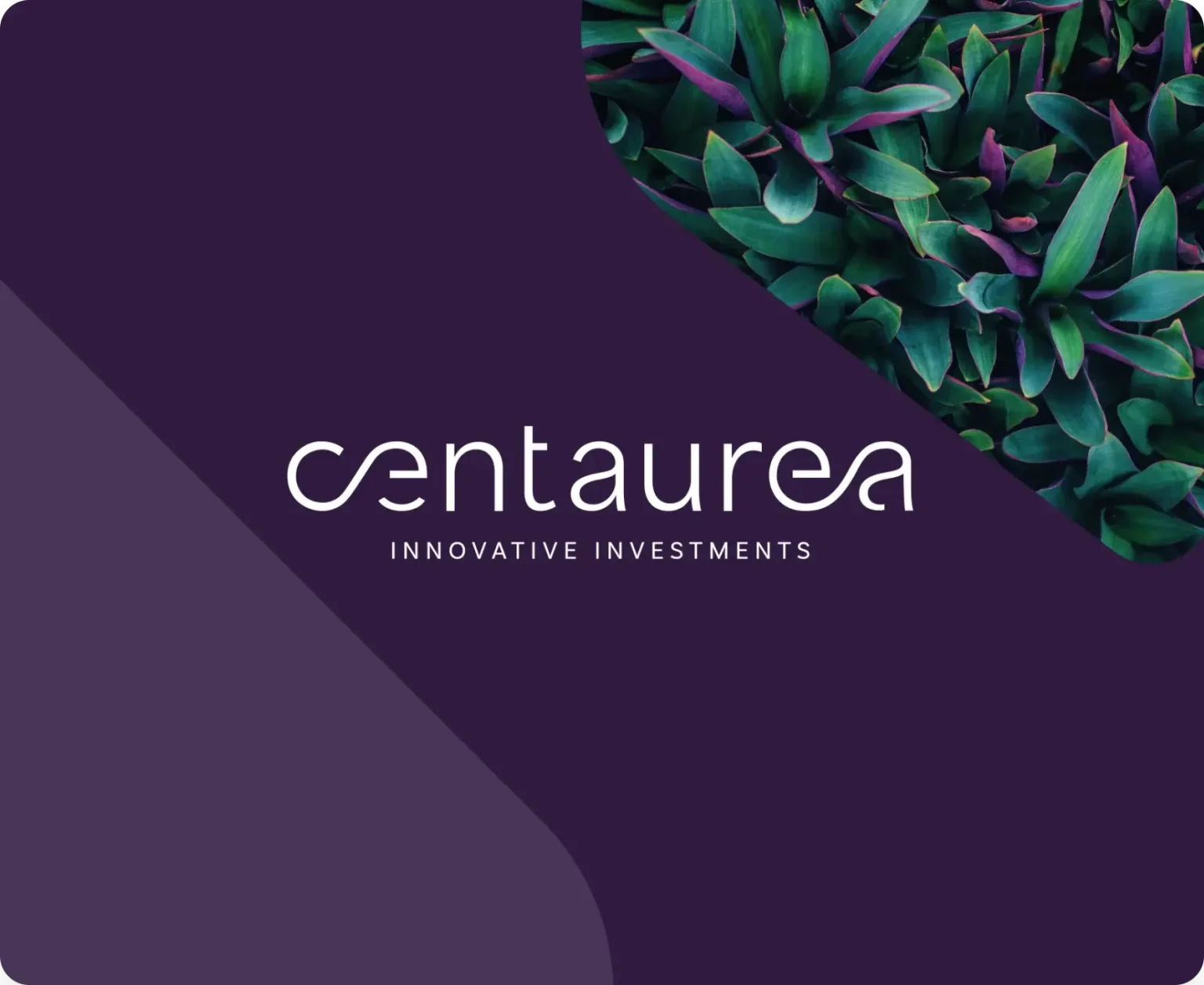 Centaurea